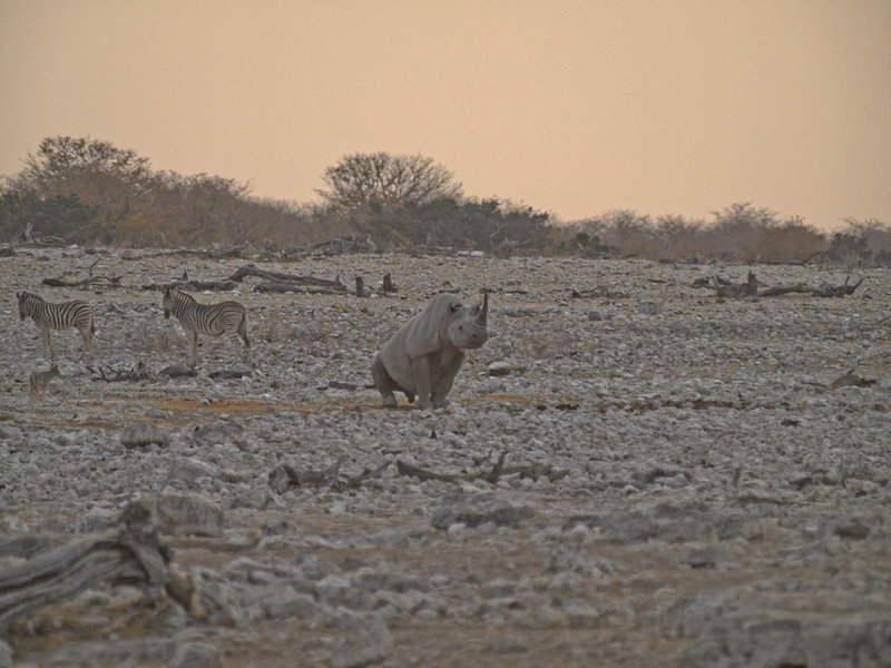 Okaukuejo, White Rhinoceros